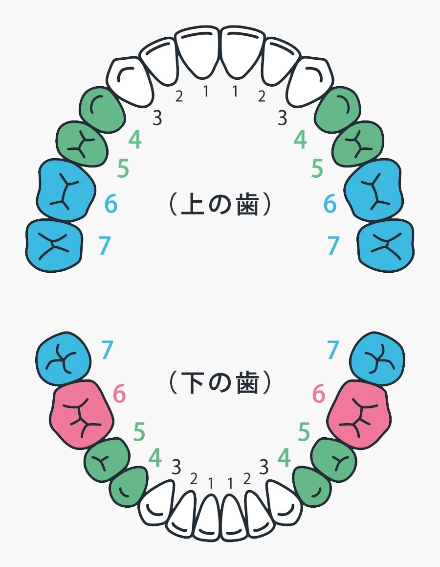 CAD/CAM冠を保険適用で使える歯